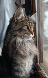 cucciole di maine coon