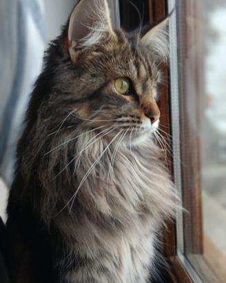 cucciole di maine coon