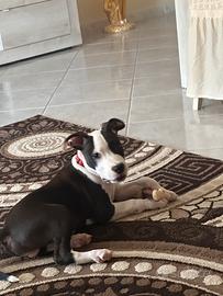 Amstaff