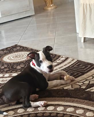 Amstaff