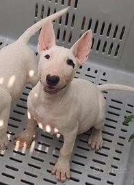 Cuccioli di BULL TERRIER inglese con pedigree ENCI