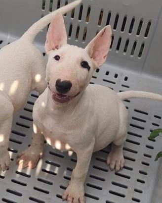 Cuccioli di BULL TERRIER inglese con pedigree ENCI