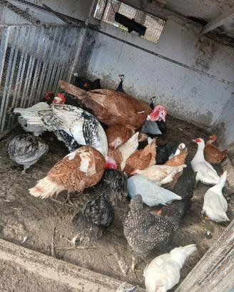 Galline
