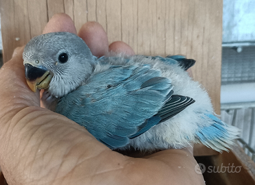 Inseparabili roseicollis allevati a mano o dai gen