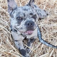 Bulldog francese per monta