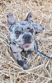 Bulldog francese per monta