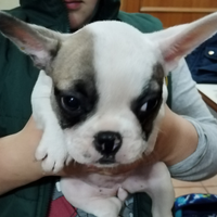 Cuccioli bulldog francese