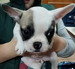 Cuccioli bulldog francese
