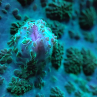 Rhodactis corallo facile gestione
