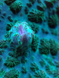 Rhodactis corallo facile gestione