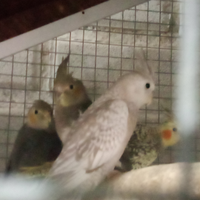 Coppie calopsite e kakariki maschio