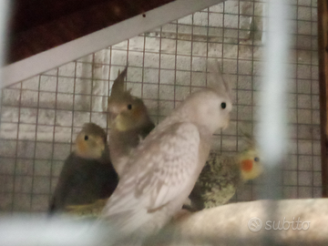 Coppie calopsite e kakariki maschio