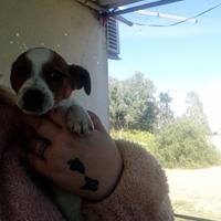 Cucciolo di due mesi