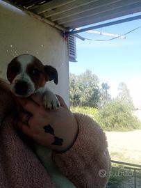 Cucciolo di due mesi