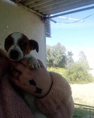 Cucciolo di due mesi