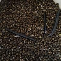 erba medica/favino/trifoglio/veccia