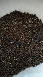 erba medica/favino/trifoglio/veccia