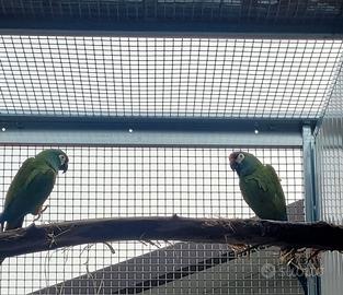 Coppia di ara maracana