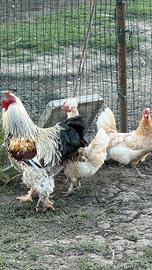 Galli e galline