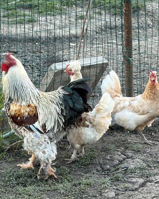 Galli e galline
