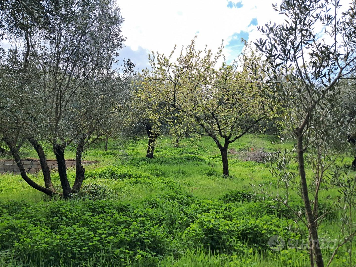 Terreno agricolo - Vista 3