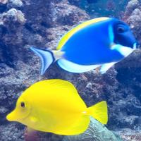 Zebrasoma flavescens e leocosternon