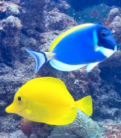 Zebrasoma flavescens e leocosternon