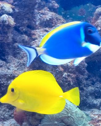 Zebrasoma flavescens