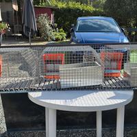 gabbia per conigli, cavie, uccellini, quaglie 