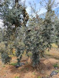 Uliveto - olio DOP Colline Pontine