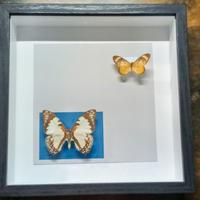 Quadro Tassidermia Farfalle 