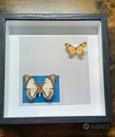 Quadro Tassidermia Farfalle 