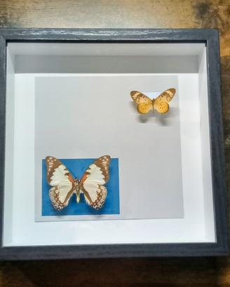 Quadro Tassidermia Farfalle 