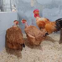 Collonudo pesanti gallo e galline no pulcini