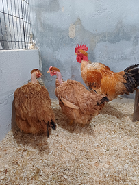 Collonudo pesanti gallo e galline no pulcini