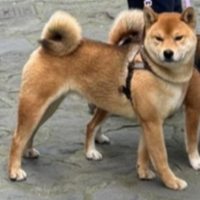 Shiba inu con pedigree per monta
