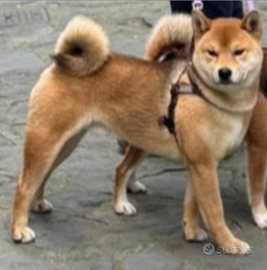 Shiba inu con pedigree per monta