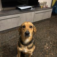 Beagle misto segugio italiano