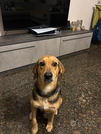 Beagle misto segugio italiano