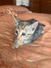 Gattina femmina tricolore Puntina 1,5 mesi
