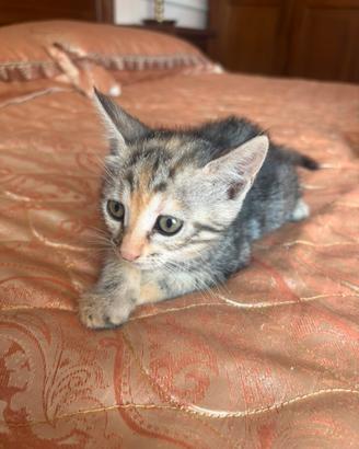 Gattina femmina tricolore Puntina 1,5 mesi