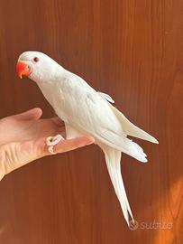 Parrocchetto dal collare