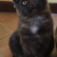 Tenerissima cucciola maine coon pedigree anfi