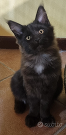 Tenerissima cucciola maine coon pedigree anfi