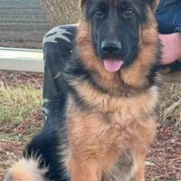 Pastore tedesco femmina