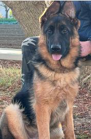 Pastore tedesco femmina