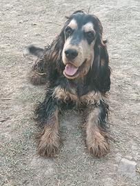 Cocker cucciolone