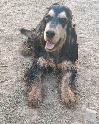 Cocker cucciolone