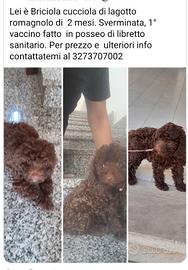 cucciola di lagotto  romanolo
