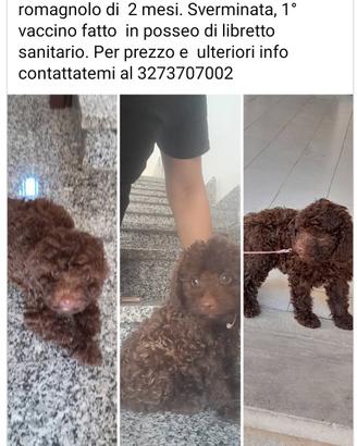 cucciola di lagotto  romanolo